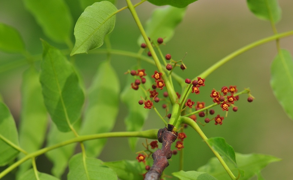 Choerospondias axillaris